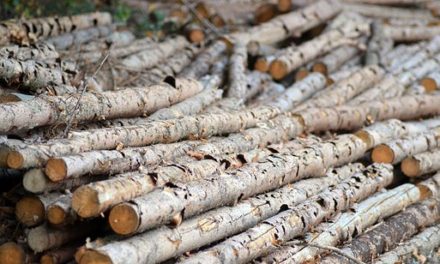 Palivové dřevo je kvůli suchu a kůrovci nejlevnější minimálně od roku 2011. Ještě výrazněji jeho láce vyniká v porovnání s jinými palivy a zdroji energie