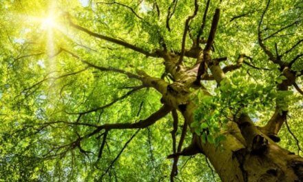 Koruny stromů chrání lesní rostliny před globálním oteplováním