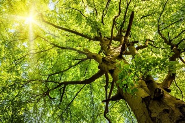 Koruny stromů chrání lesní rostliny před globálním oteplováním