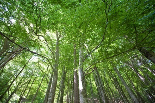 Symbióza s houbami zlepšuje růst sazenic lesních stromů