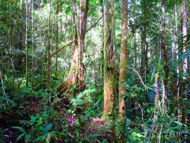 Tropické lesy čeká kvůli klimatické změně nejistá budoucnost