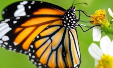 Spíš než změna klimatu ohrožuje motýly zemědělství