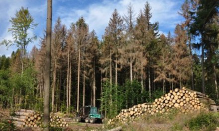 Masivní těžba českých lesů začala ovlivňovat klima. Způsobuje více emisí než auta