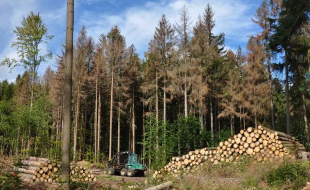Masivní těžba českých lesů začala ovlivňovat klima. Způsobuje více emisí než auta
