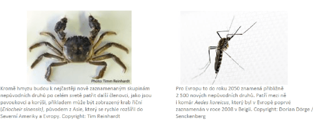 Invaze pokračují: do roku 2050 bude nepůvodních druhů o celou třetinu více