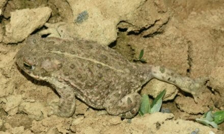 Nejvzácnější českou žábu objevili biologové poprvé i ve Slezsku
