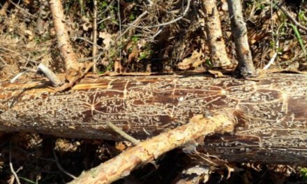 Na odumírání borovice lesní se významně podílí škodlivý hmyz a houby