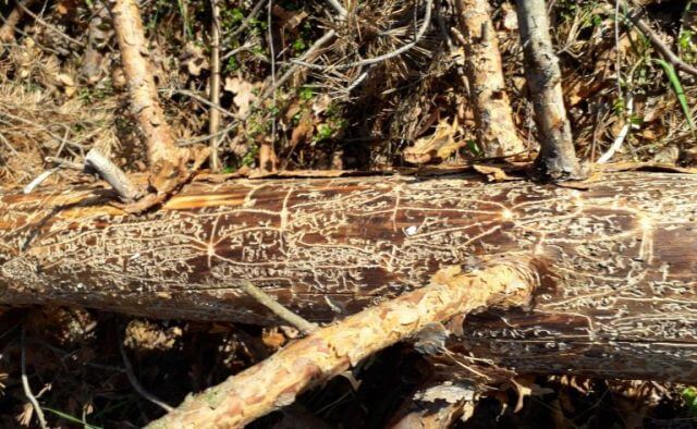 Na odumírání borovice lesní se významně podílí škodlivý hmyz a houby