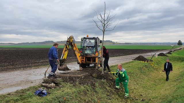 Nadace ČEZ vrátila do české krajiny už přes 100 000 stromů. Loni poslala obcím a spolkům na výsadbu zeleně téměř 8 milionů korun