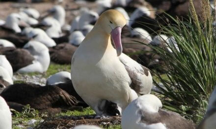 Plasty přináší smrt albatrosům