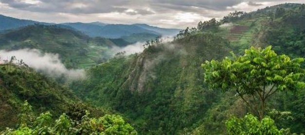 Kácení ohrožuje africké vysokohorské lesy coby důležitou zásobárnu uhlíku