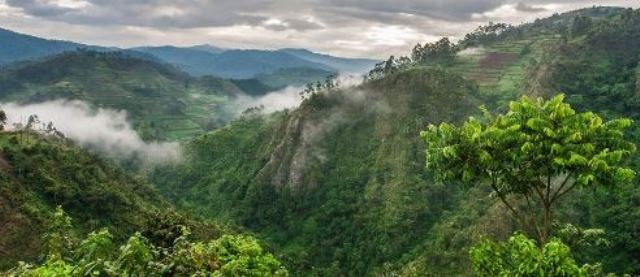 Kácení ohrožuje africké vysokohorské lesy coby důležitou zásobárnu uhlíku