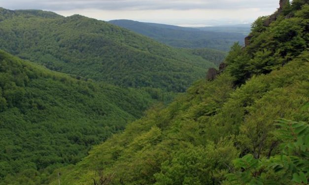 Jizerskohorské bučiny jsou naší první přírodní lokalitou světového dědictví UNESCO