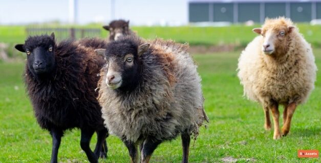 Díky ovcím ušetřil Amazon za sekání trávy již stovky tisíc korun