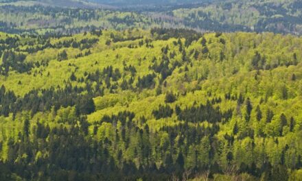 Vědci Botanického ústavu AV ČR vytvořili globální mapy současných i budoucích příčin narušení lesa