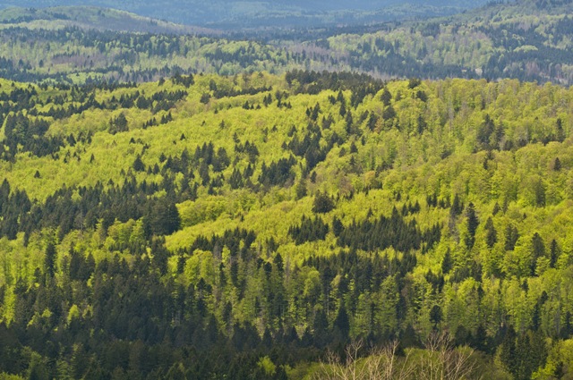 Vědci Botanického ústavu AV ČR vytvořili globální mapy současných i budoucích příčin narušení lesa