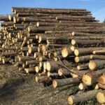 Zelený úřad: Jak bezpapírová agenda šetří peníze i přírodu