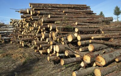 Zelený úřad: Jak bezpapírová agenda šetří peníze i přírodu