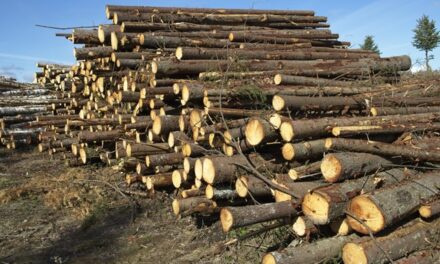 Zelený úřad: Jak bezpapírová agenda šetří peníze i přírodu