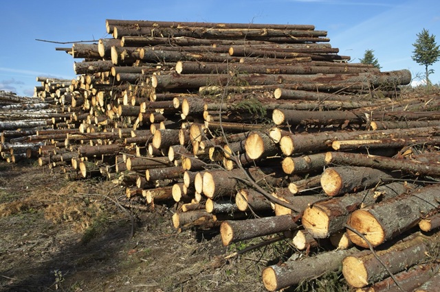 Zelený úřad: Jak bezpapírová agenda šetří peníze i přírodu